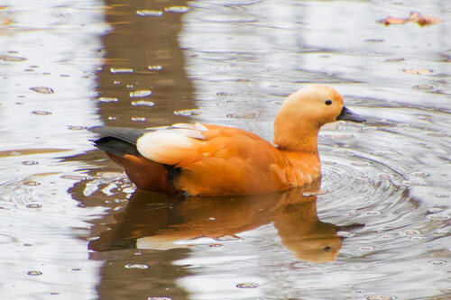 iNaturalist image