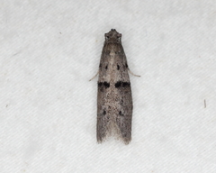 Wockia asperipunctella