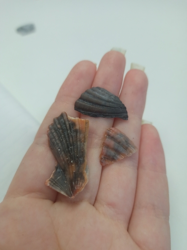 Pecten fumatus, 2026-10-22