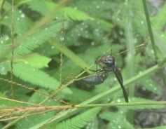 Synoeca ilheensis