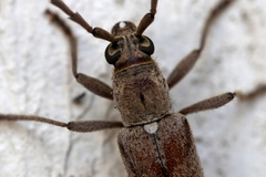 Aneflus glabropunctatus