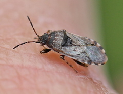 Platyplax salviae