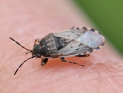 Platyplax salviae