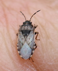 Platyplax salviae
