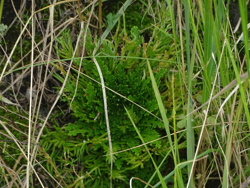 Selaginella pallescens observed 2026-10-11