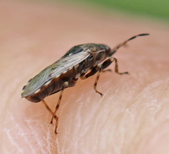 Platyplax salviae