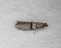 Wockia asperipunctella