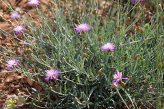 Psephellus trinervius