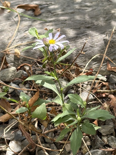 Kalimeris indica observed 2026-10-22