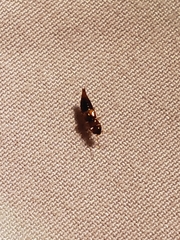 Dacnochilus compacta