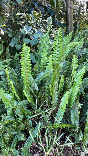 Nephrolepis cordifolia observed 2026-09-08