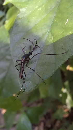 Toxorhynchites brevipalpis, 2026-10-21