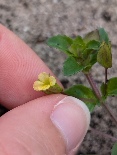 Mecardonia procumbens observed 2026-10-21