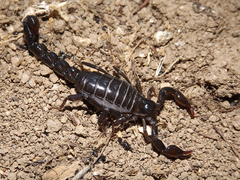 Bothriurus keyserlingi