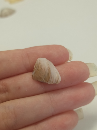 Trichomya hirsuta observed 2026-10-22