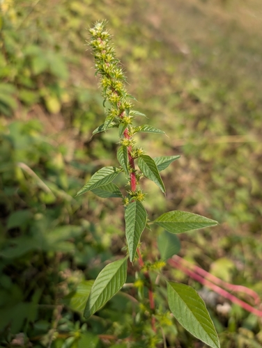 Amaranthus spinosus observed 2026-10-22