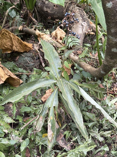 Pollia japonica observed 2026-10-22