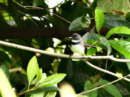 Rhipidura javanica observed 2026-10-22