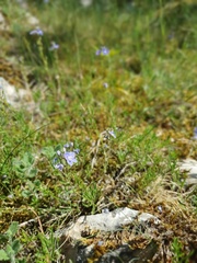 Veronica taurica