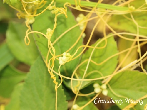 Cuscuta pentagona observed 2026-10-18