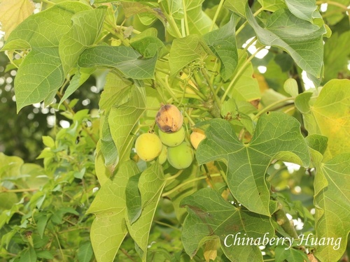 Jatropha curcas observed 2026-10-18