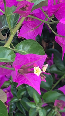 Bougainvillea glabra