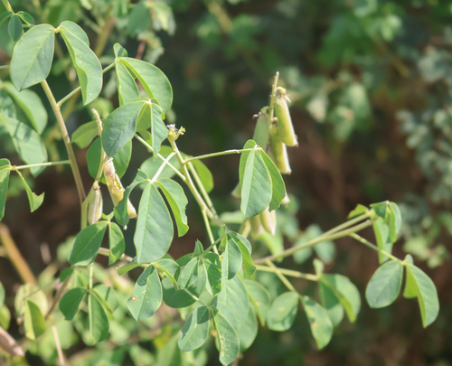 Crotalaria incana observed 2026-10-21