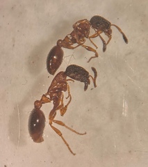 Leptothorax