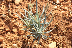 Jurinea stoechadifolia