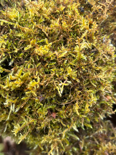 Sanionia uncinata observed 2026-10-18