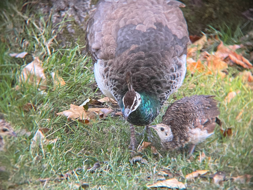 iNaturalist image