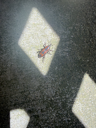 Rhabdoscelus obscurus, 2026-10-22