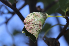 Podosphaera leucotricha