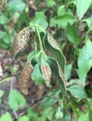 Puccinia vincae