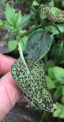 Puccinia vincae