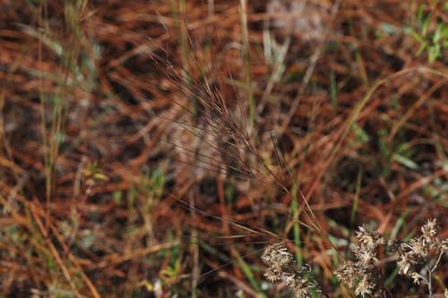 Aristida tuberculosa, 2026-10-18