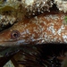 Whitelip Moray - Photo (c) Dawn Goebbels, some rights reserved (CC BY-NC), uploaded by Dawn Goebbels