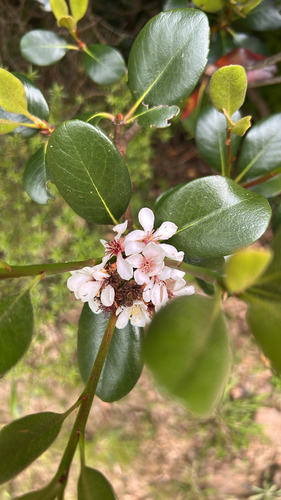 Rhaphiolepis umbellata observed 2026-10-22