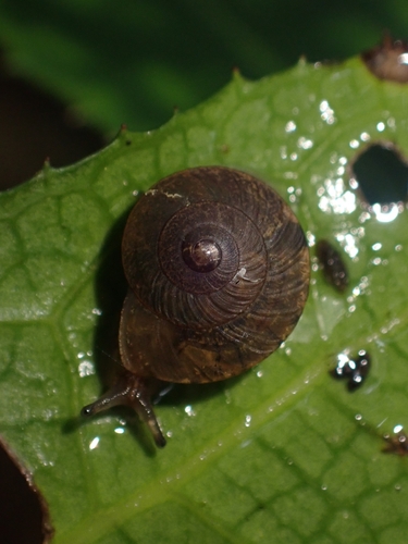Microcystis observed 2026-10-20