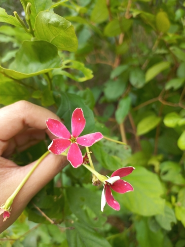 Combretum indicum observed 2026-10-22