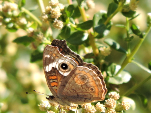 Gray Buckeye seen in Sonoma Valley
