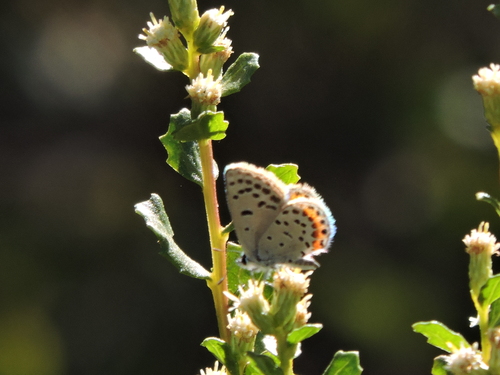 Acmon Blue seen in Sonoma Valley