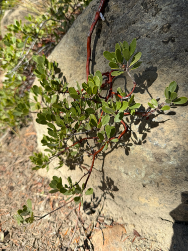 Arctostaphylos nevadensis observed 2026-10-21