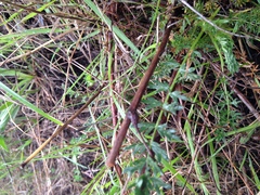 Acaena pinnatifida californica