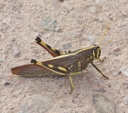 White-lined Bird Grasshopper