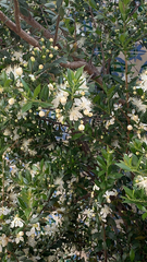 Myrtus communis