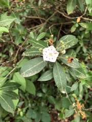 Kalmia latifolia