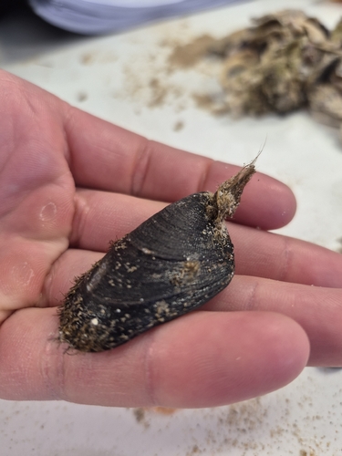 Trichomya hirsuta observed 2026-10-22
