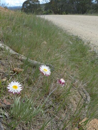 Leucochrysum albicans observed 2026-10-21