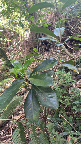 Corynocarpus laevigatus observed 2026-10-22